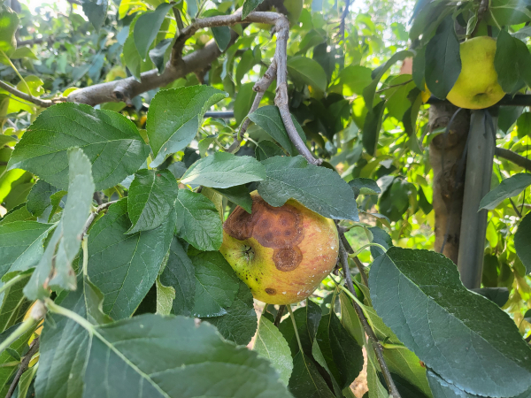 탄저병 걸린 사과 모습