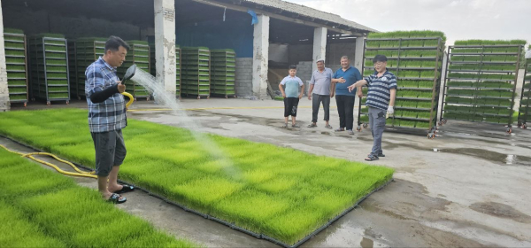 우즈베키스탄 벼 시범단지-경운육묘 현황