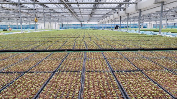 가을배추묘목 전경