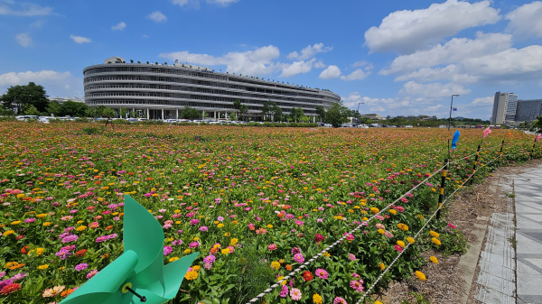 어진정원 백일홍 모습