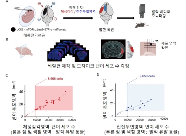 마우스 뇌전증 모델에서 8~9천 개 이상의 변이 세포 존재시 뇌전증 발작 유발 확인