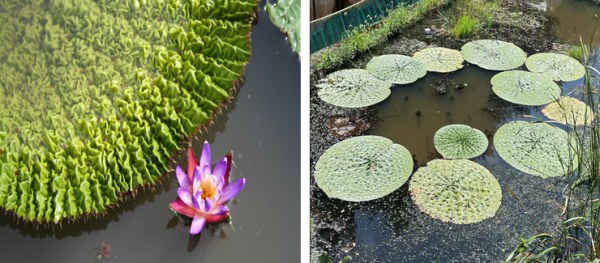 가시연 모습/ 1989년에 우리나라 멸종위기 식물로 지정(멸종위기 야생생물Ⅱ급)