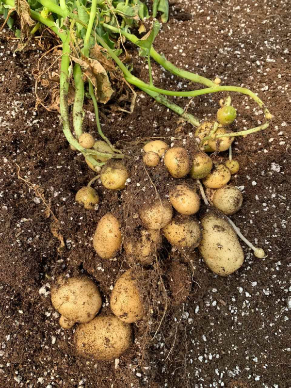 씨감자 대량생산 특화단지