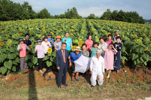 해바라기 꽃동산 조성 (조성에 나선 법산1리 주민들)