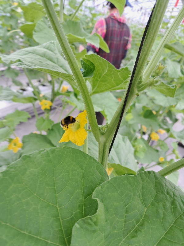 수정벌에 의한 맬론 수정