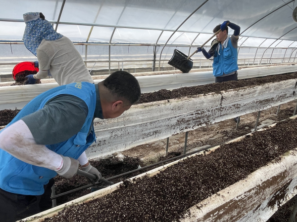 대전농협, 국립농산물품질관리원 충남지원과 함께 수해 피해복구 봉사 모습