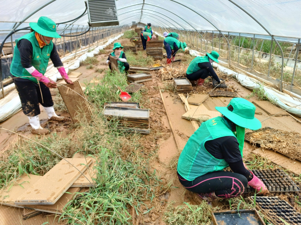 당진시 새마을운동당진시지회, 서천군 농가 수해복구 봉사활동 진행 모습