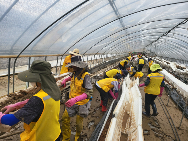 비닐 하우스 토사물 정리하고 있는 봉사원들 사진