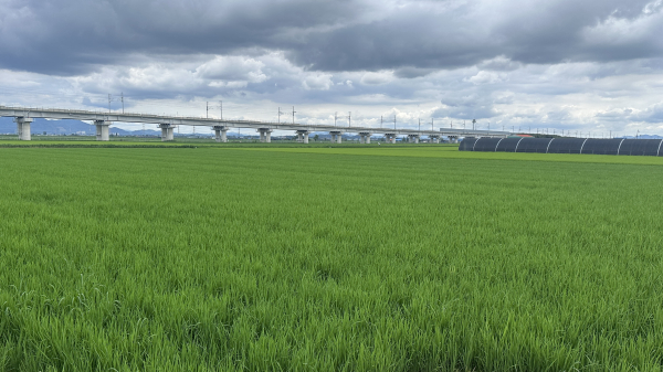 벼 이삭거름 적기 (논 모습)