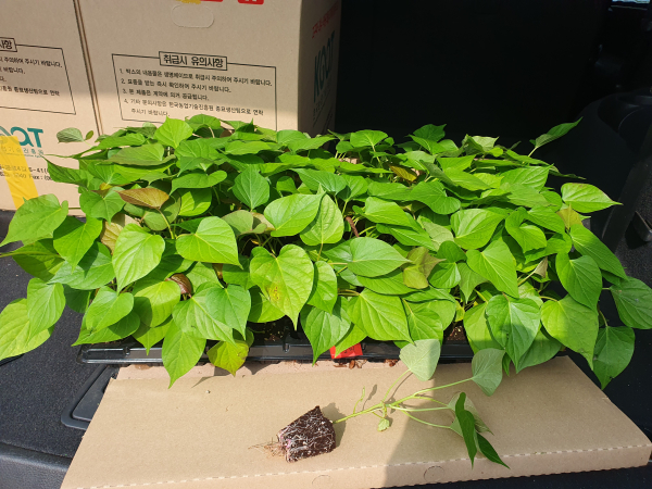 호풍미 (고구마 싹)