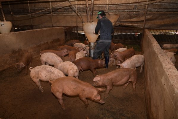 듀록돼지 사육 모습