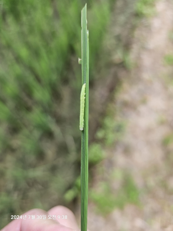 벼애나방 유충