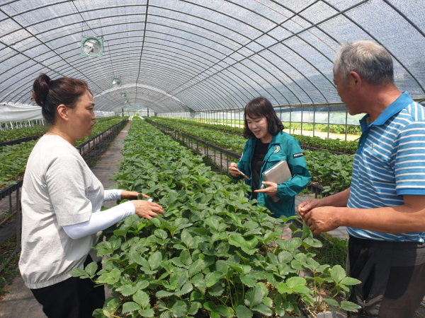 폭염 대비 딸기 육묘시기 병해충 철저 관리 지도 모습