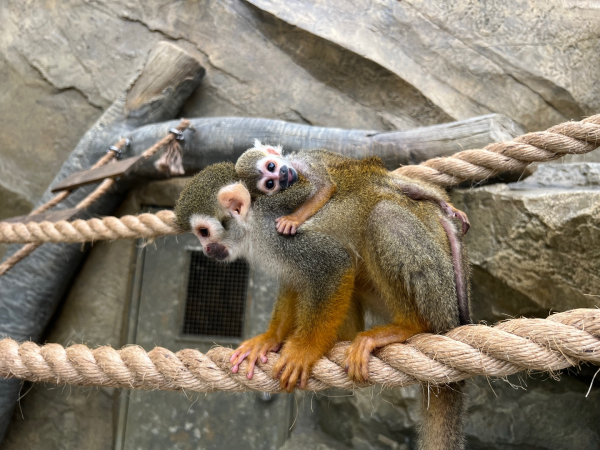 생태곤충원, 아기다람쥐원숭이 모습