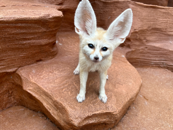 사막여우 ‘삼돌이·삼순이·삼삼이’ 새 이름 확정
