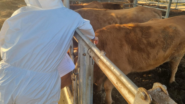 14일 천안시 성남면 소재의 한 축사에서 천안시 공수의가 럼피스킨병 백신을 접종하고 있다