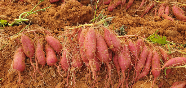 당진 햇고구마 수확 모습