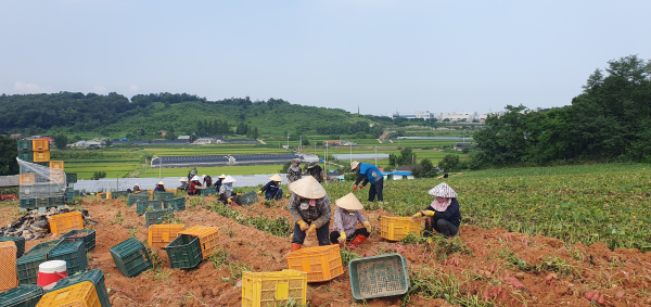 당진 햇고구마 수확 모습