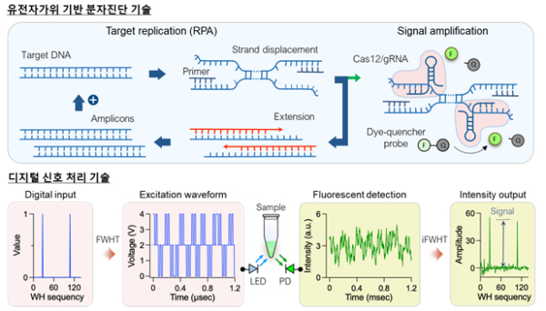 HPV 현장진단 시스템(CreDiT) 핵심기술 모식도