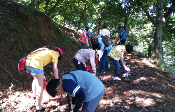 밤 줍기 체험 모습