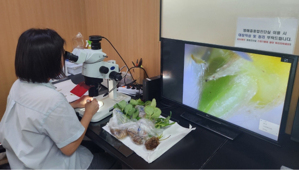 서산시 농업기술센터에서 관계 공무원이 딸기 화아분화를 검경하는 모습