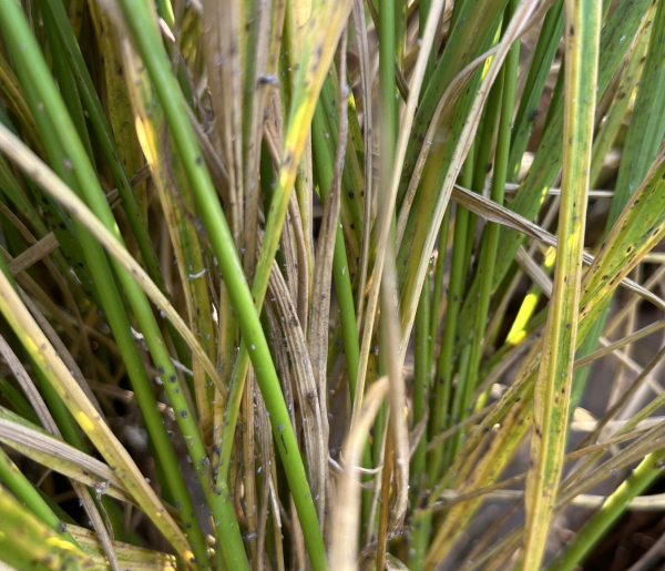 벼멸구 피해를 입은 논 모습(태안읍 상옥리).