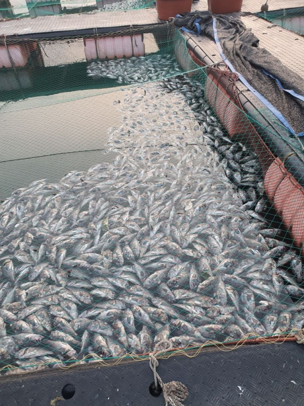 고수온 피해사진(태안군 해상가두리양식장)