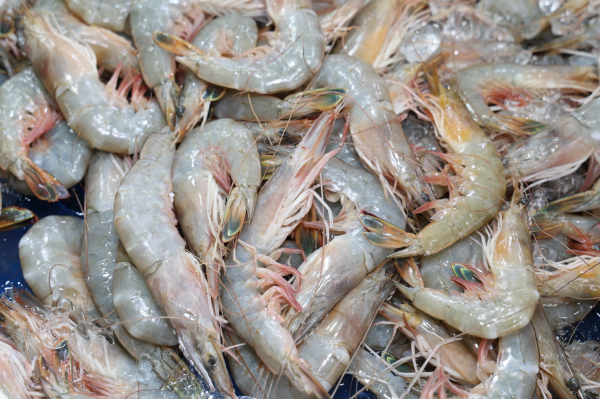 안면도 백사장 대하축제 개최