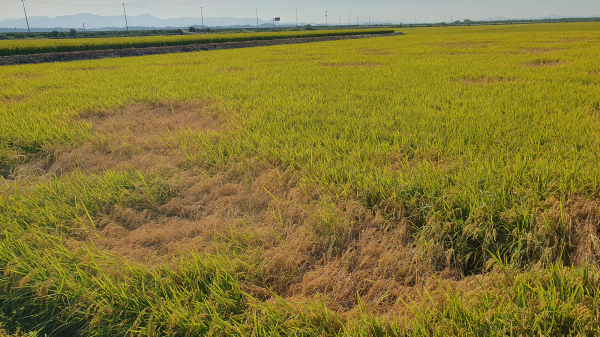 벼멸구 피해를 본 볏대