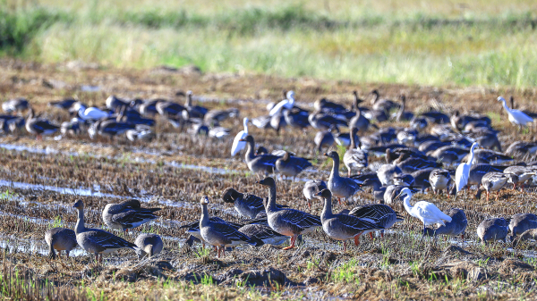 지난 23일 서산시 천수만 일대 백로무리 사이에서 발견된 기러기류