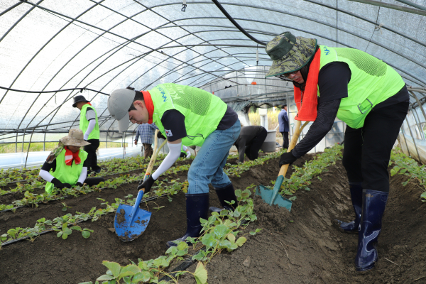 충남세종농협 임직원 50여명은 지난주 집중호우로 피해를 입은 논산시 연무읍 딸기재배 농가를 찾아 수해복구 봉사활동 진행 모습