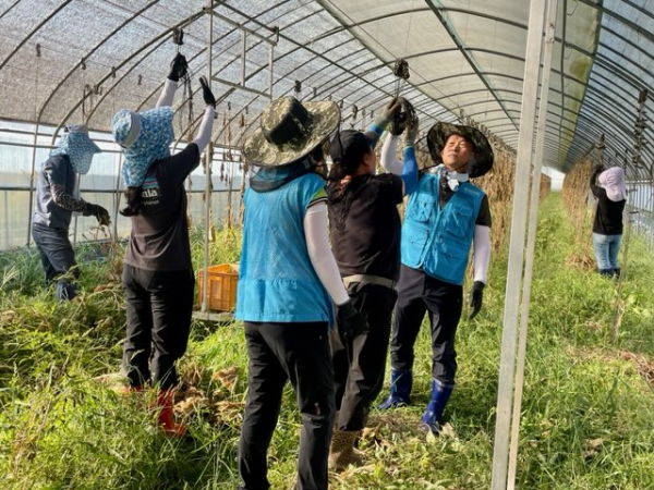 남대전농협·농협중앙회 대전본부, 농산물 품질관리원 충남지원과 농촌일손돕기 현장 모습