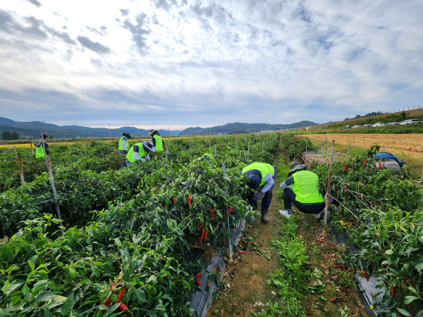 청양군 남양면 고추재배농가를 찾아 수확기 농촌일손돕기 봉사활동을 펼쳤다