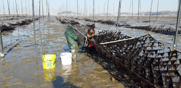 지주식 김 양식장(홍성양식 제143호) 김 채취 사진