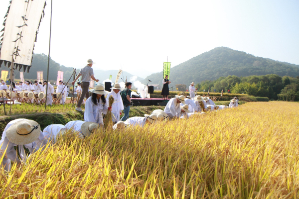 조일교 아산시장님 권한대행 외 여러 내빈께서 전통 벼 베기 체험을 하시고 벼를 수확한 사진.