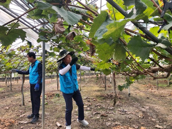 국가철도공단과 함께 수확철 농촌일손돕기 진행 모습