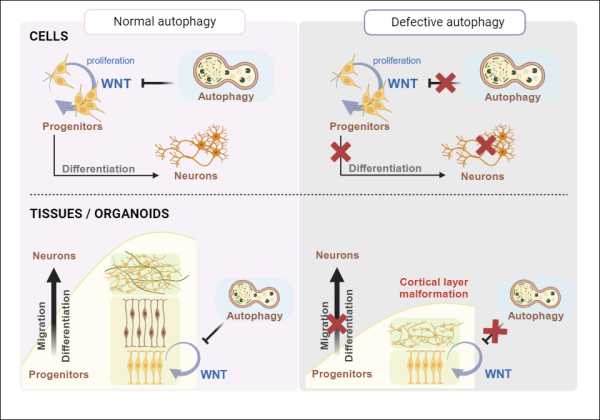 본 연구 모식도