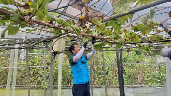 한국부동산원과 함께 농업인 일손지원 봉사활동 모습