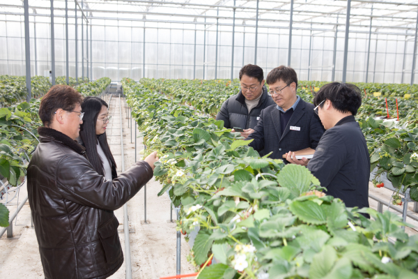 스마트팜 (딸기)