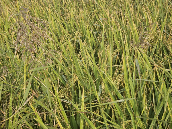 이원간척지 내 조사료 재배단지에서 총체벼를 수확하는 모습(241011).