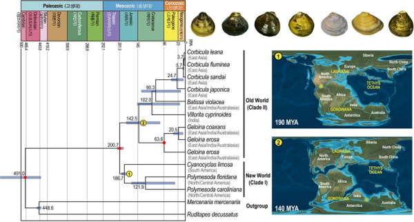 판게아 대륙이동에 따른 중생대 지질학적 시기별 이매패류의 육상 담수 생태계로의 서식지 이동.
