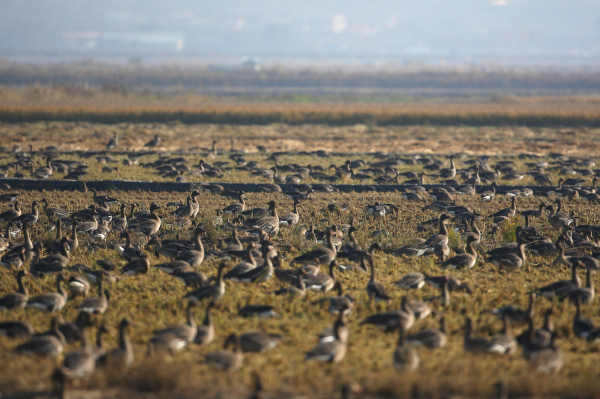 서산 천수만에 도래한 겨울 철새