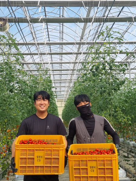 청년 농업인 스마트팜  첫 수확 방울토마토
