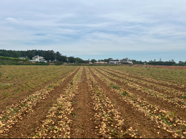 씨감자 생산단지