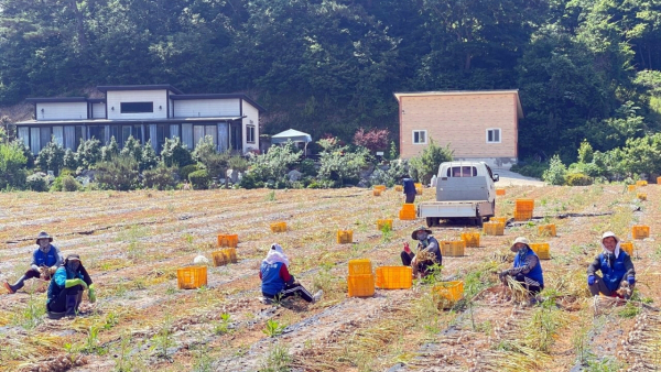 태안지역 농촌 현장에 투입된 라오스 계절근로자들 모습.