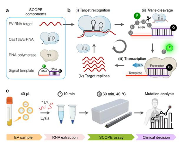 세포 외 소포체 내 돌연변이 유전자를 검출하는 CRISPR 기술 기반의 진단 기술 ‘SCOPE’