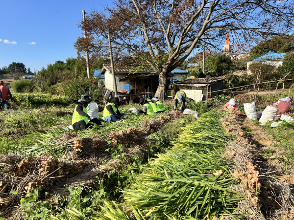 서산시 팔봉면 생강 재배 농가를 찾아 농촌일손돕기 봉사활동 진행 모습