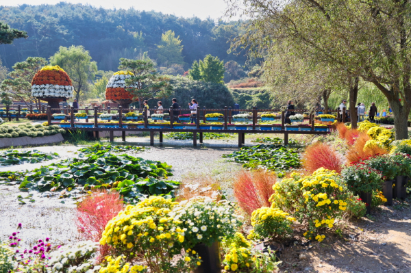 ‘2024년 꽃과 바다 태안국화축제’ 모습.