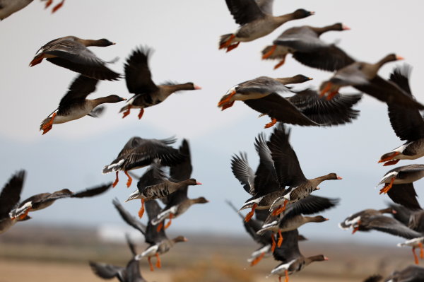 서산 천수만에서 관찰되고 있는 기러기 군무