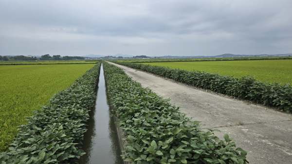 당진 두렁콩 사진